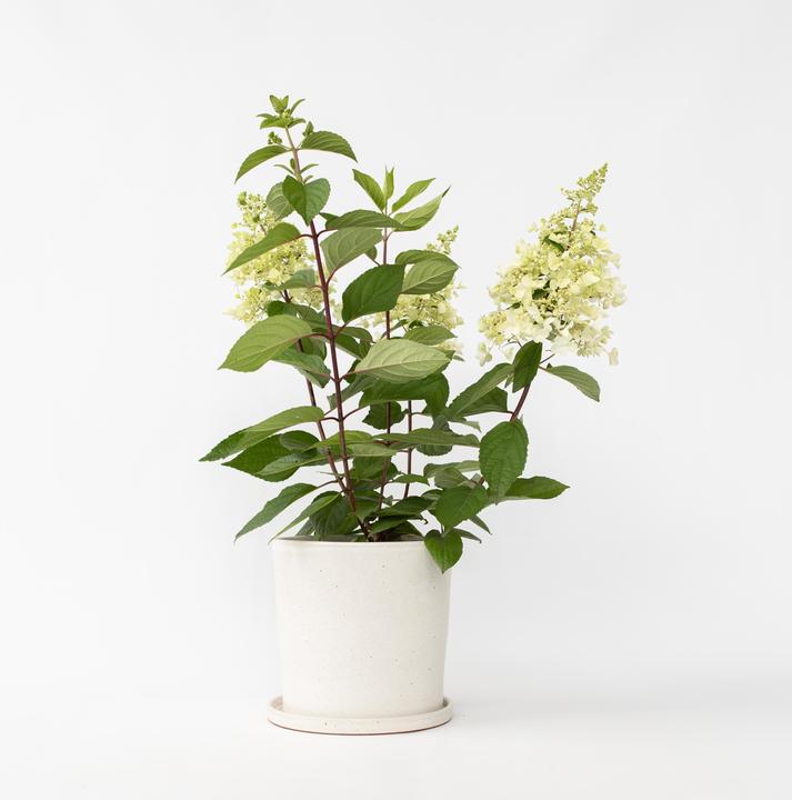 Immagine prodotto Plant in a Box Hydrangea paniculata 'Candlelight' - Ortensia (25 cm)