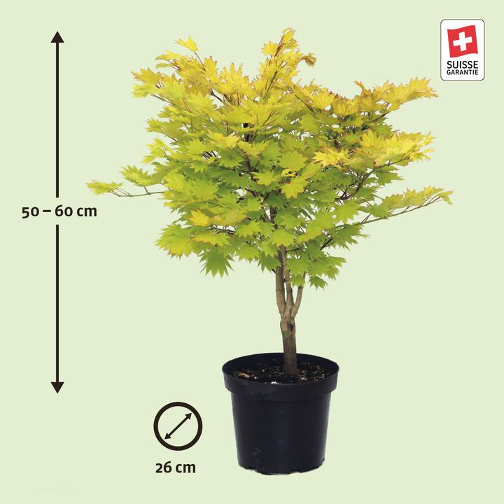 Produktbild Zulauf Japanischer Fächer-Ahorn / Acer shirasawanum 'Aureum' (60 cm)