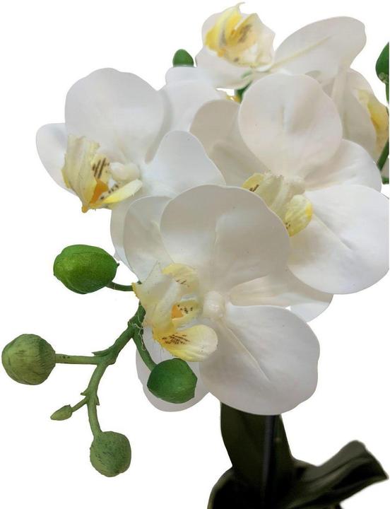 Produktbild Botanic-Haus Phalaenopsis (Orchidee) (67 cm)
