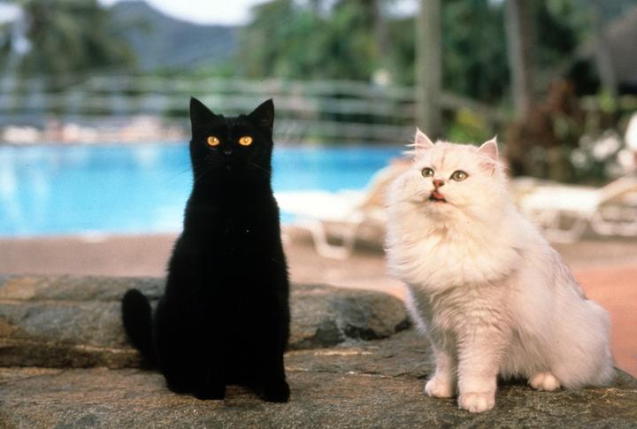 Image du produit Sabrina ensorcelée en Australie (DVD, 1999, Allemand)