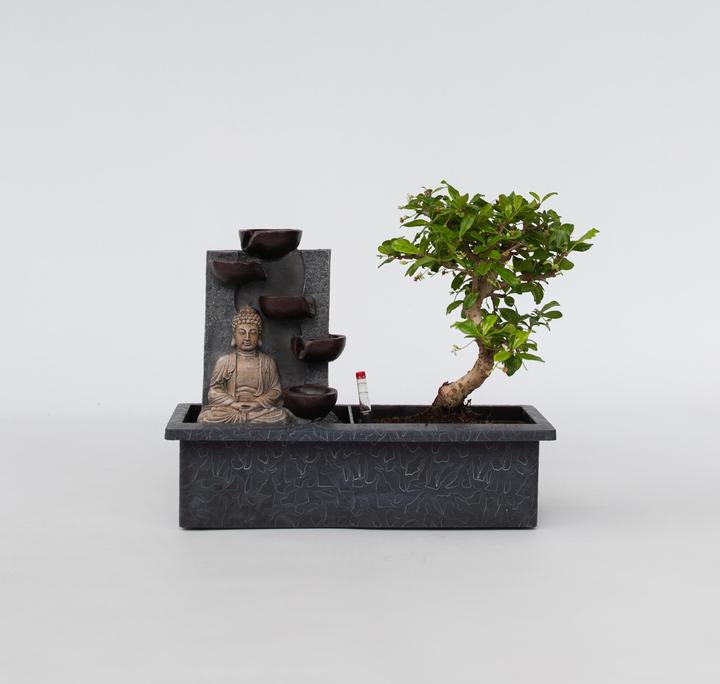 Produktbild Plant in a Box Bonsai Ligustrum, Carmona, Ficus Retusa, Syzygium, Sageretia - Bonsai Wassersystem Buddha (35 cm)