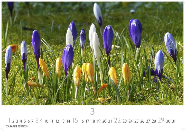 Produktbild Blumenwiese 2026 L 35x50cm (35 x 50 cm, Deutsch)