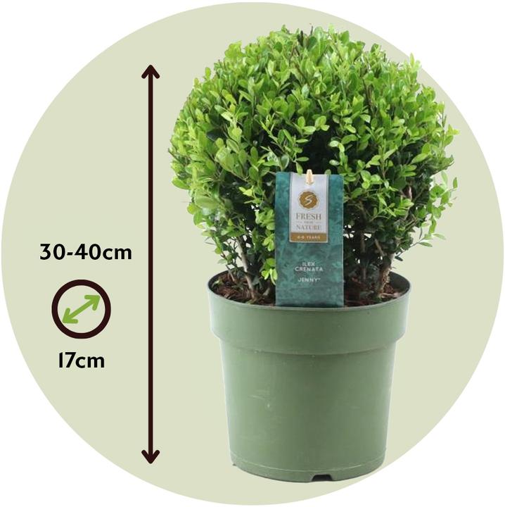 Actual product image Plant in a Box Ilex crenata 'Jenny' - Japanese holly (30 cm)
