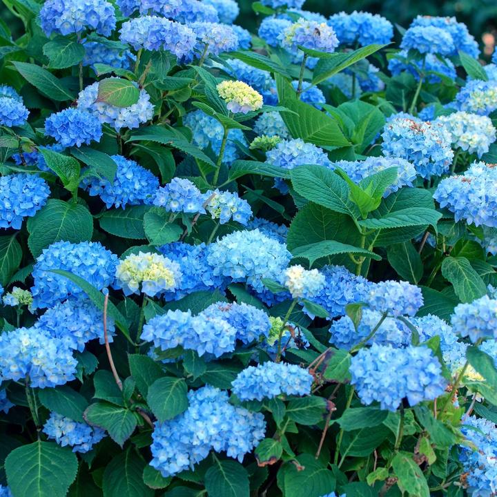 Actual product image Plant in a Box Hydrangea macrophylla 'Early Blue' - Set of 3 hydrangeas (25 cm)