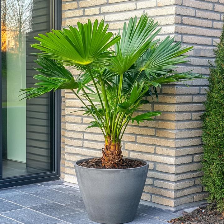 Produktbild Plant in a Box Chamaerops Humilis - Zwergpalme (80 cm)