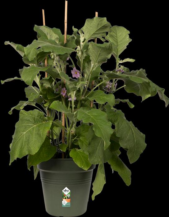 Image du produit Elho Les bases du vert (40 cm)