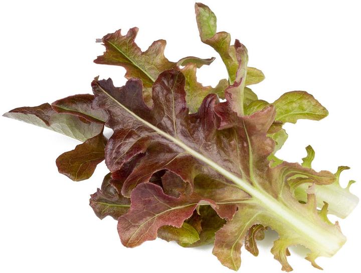 Click and Grow Click to enlarge Smart Refill Red oakleaf lettuce 3 pcs.