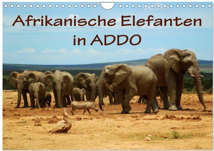 Produktbild Afrikanische Elefanten in ADDO (Wandkalender 2025 DIN A4 quer), Monatskalender (A4, Deutsch)