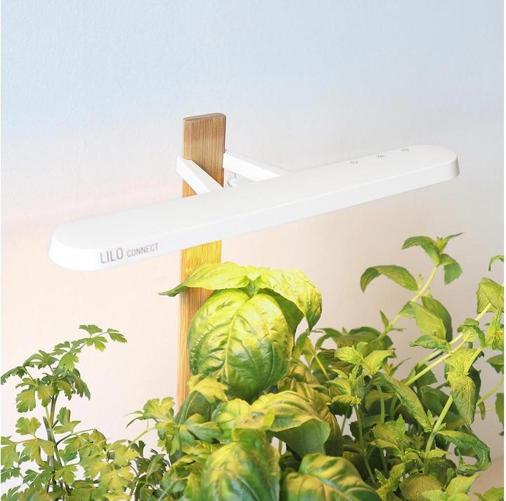 Image du produit Prêt à Pousser Lilo Connect (13.50 cm)