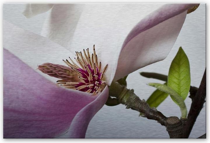 Immagine prodotto Trenddeko magnolia (100 x 70 cm)