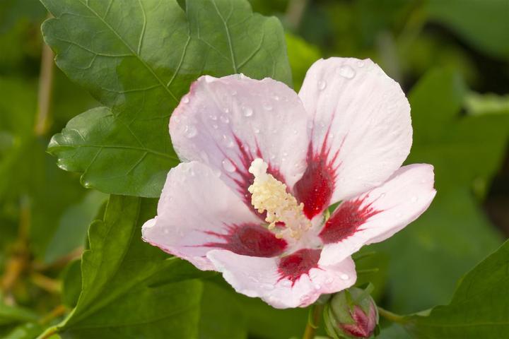 Image du produit Ibiza de jardin Hamabo (80 cm)