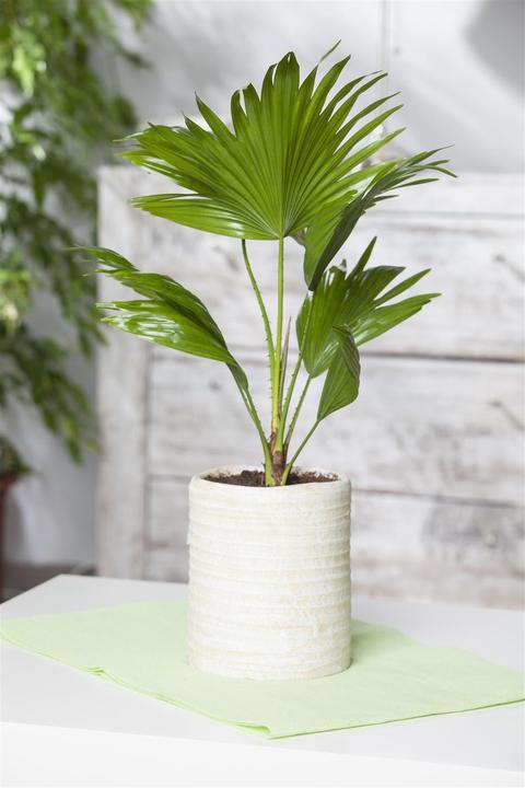 Image du produit Palmier nain (85 cm)