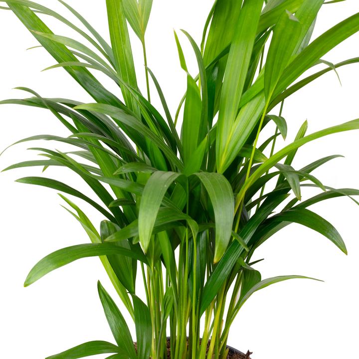 Produktbild Flowerbox 3er-Set Goldfruchtpalme, Livistonia, Gummibaum