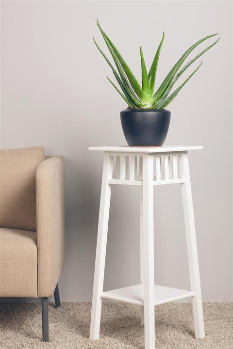 Immagine prodotto Aloe vera (40 cm)