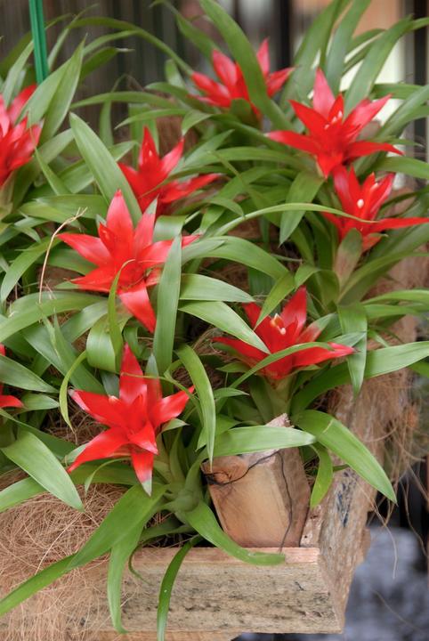 Produktbild Guzmanie rot (45 cm)