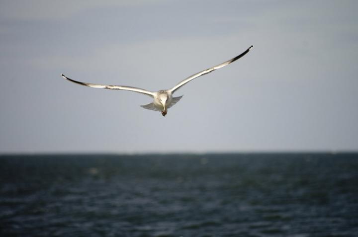 Immagine prodotto Pentax DA 55-300mm F4-5.8 ED (Pentax K, APS-C / DX)