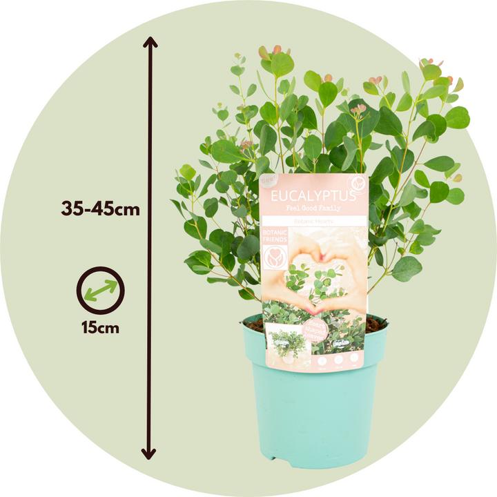 Image du produit Plant in a Box Eucalyptus Botanic Hearts P15 x2 - Lot de 2 Eucalyptus (35 cm)