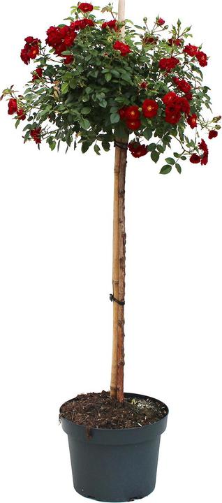 Produktbild Zulauf Bodendeckerrose / Rosa 'Red Fairy' (100 cm)
