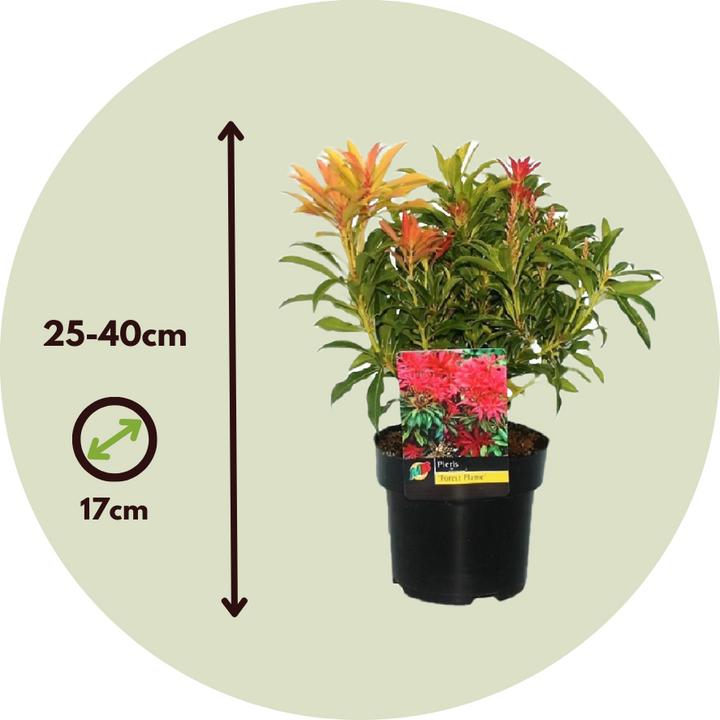 Produktbild Plant in a Box Pieris 'Forest Flame' - 2er Set Schattenglöckchen (25 cm)