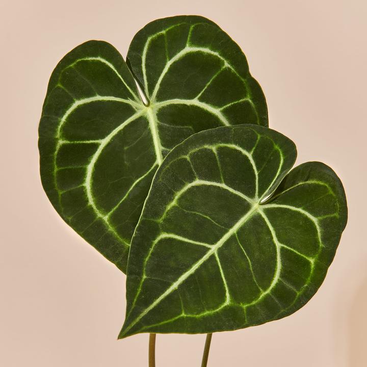 Actual product image Mary and Plants Love Leaf (50 cm)