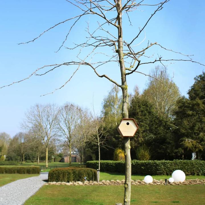 Actual product image Capi Vogelhäuschen Hive 1 Rundes Loch