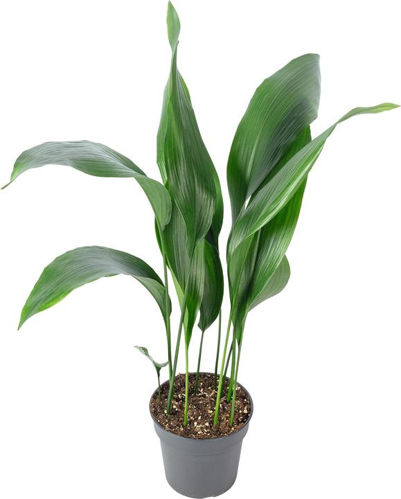 Produktbild Flowerbox Schusterpalme - Aspidistra elatior (70 cm)