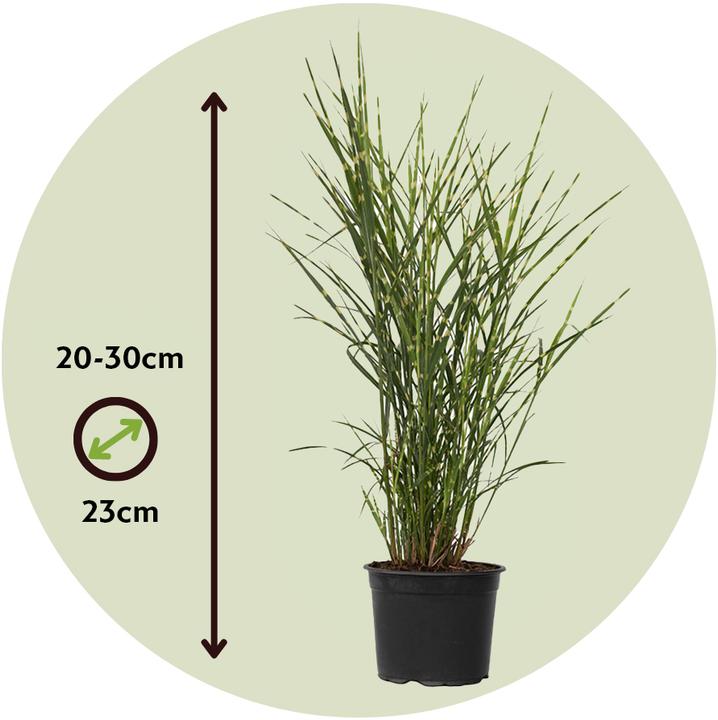 Image du produit Plant in a Box Miscanthus sinensis 'Zebrinus' - Lot de 2 graminées ornementales (20 cm)