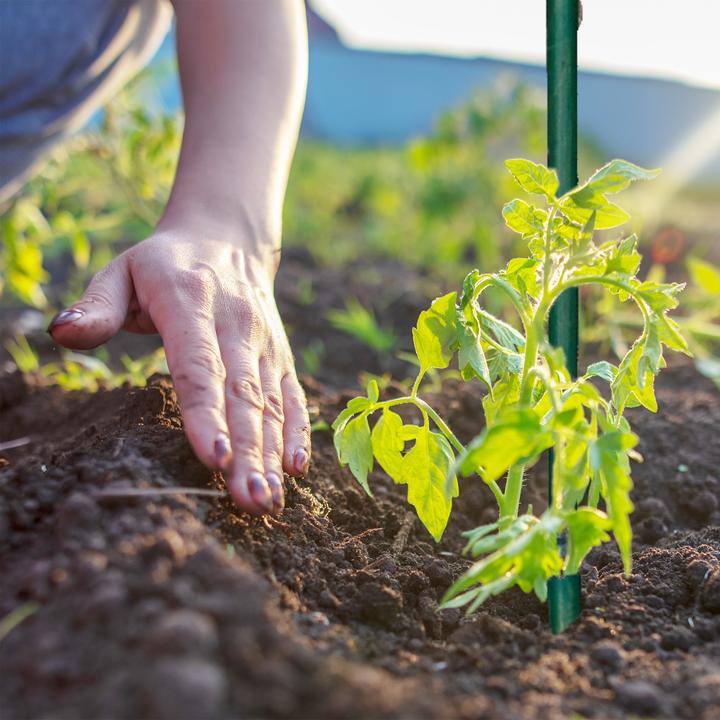 Actual product image Relaxdays 25x planting sticks (120 cm, 120 cm)
