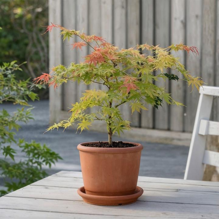 Immagine prodotto Plant in a Box Acer palmatum 'Moonrise' - Acero (40 cm)
