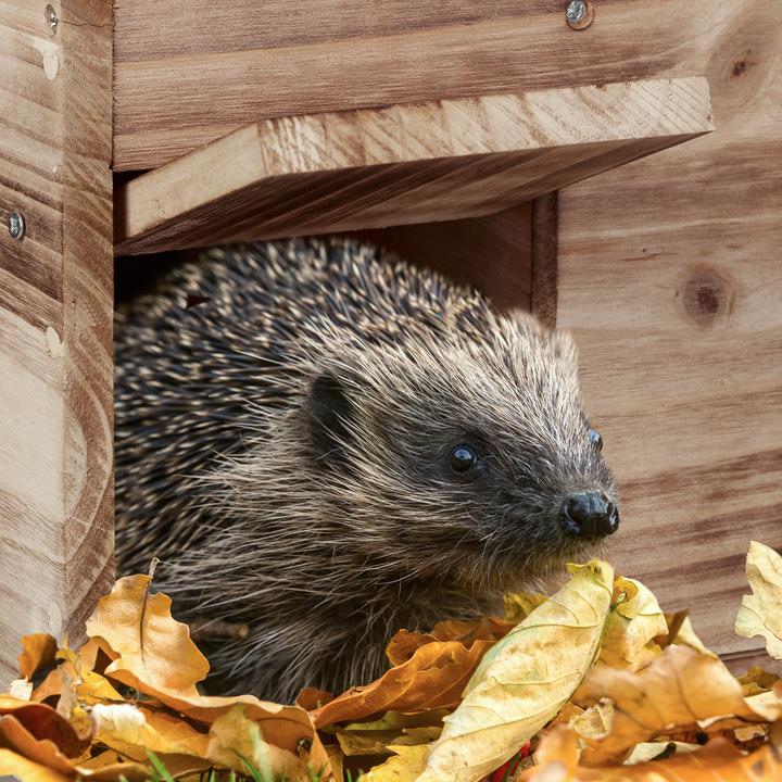 Actual product image Relaxdays Hedgehog House Building Kit