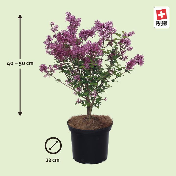 Actual product image Zulauf Zwerg-Duft-Flieder / Syringa 'Bloom. Dark Purple' (50 cm)