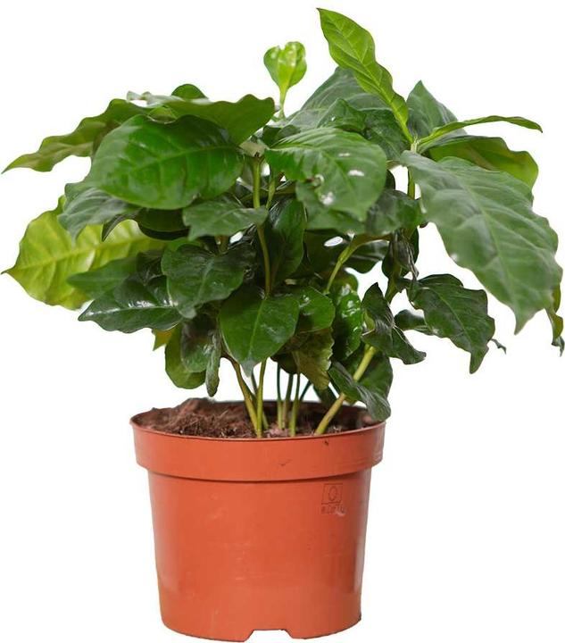 VEG and the City Afra (Coffee bush Coffea) (30 cm)