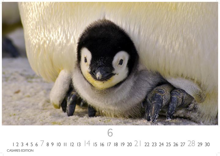 Produktbild Pinguine 2026 S 24x35cm (24 x 35 cm, Deutsch)