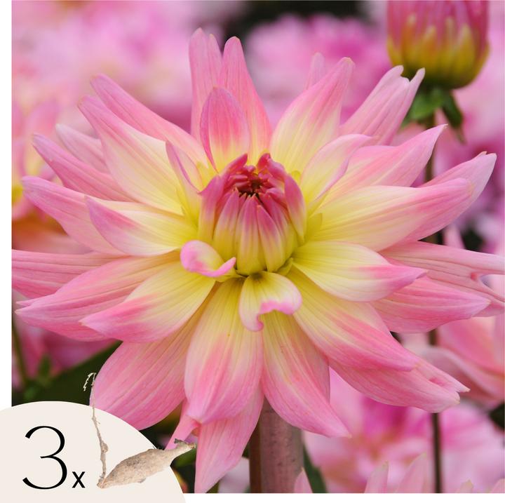 Produktbild Plant in a Box Dahlia Melody Gipsy - 3er Set Dahlien (10 cm)