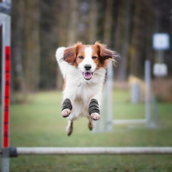 Produktbild Back on Track Gelenkschoner mit 3 Klettverschlüssen (Hund)