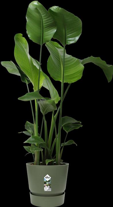 Produktbild Elho Greenville (29.50 cm)