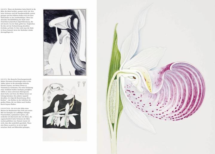 Produktbild Orchideen (Deutsch, Sandra Knapp, 2022)