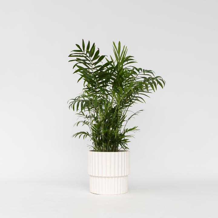 Produktbild Plant in a Box Chamaedorea elegans - Bergpalme (50 cm)