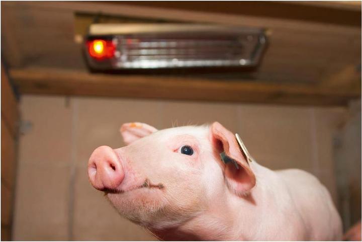 Actual product image Kerbl SunnyBoy Radiant Heater 100 Watt (100 W)