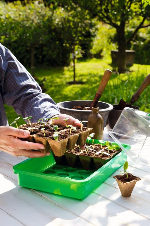 Actual product image Romberg Breeding pots