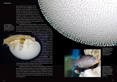 Produktbild Kugelfische im Meerwasseraquarium (Deutsch, Marco Lichtenberger, 2010)