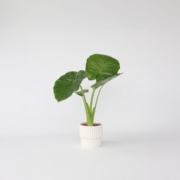 Produktbild Plant in a Box Alocasia Odora - Grosse Elefantenohr (55 cm)