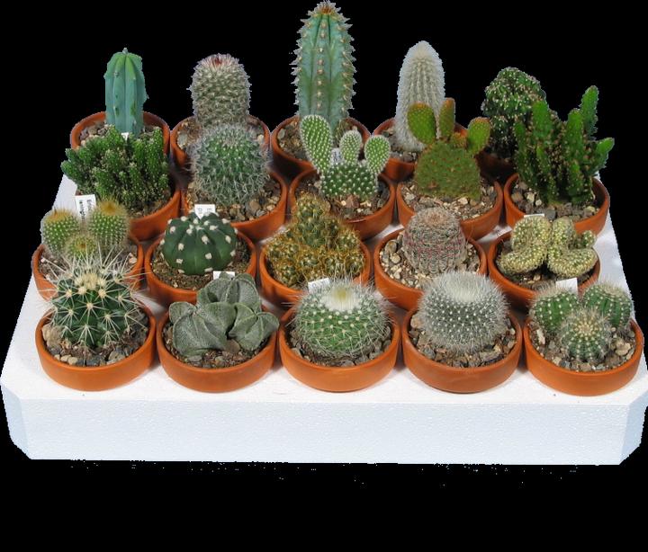 Kakteen Gautschi Cacti Beginners Set (10 cm)