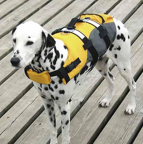 Compass Hunde-Schwimmweste (M, Hundeschwimmweste)