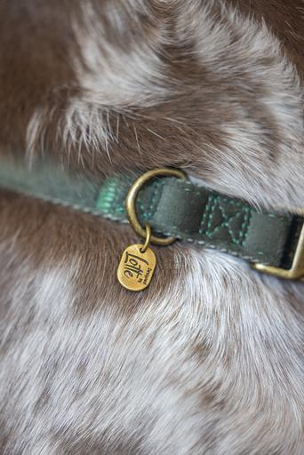 Produktbild Designed by Lotte Hundehalsband Velura (50, Hund, Jogging, Spazieren)