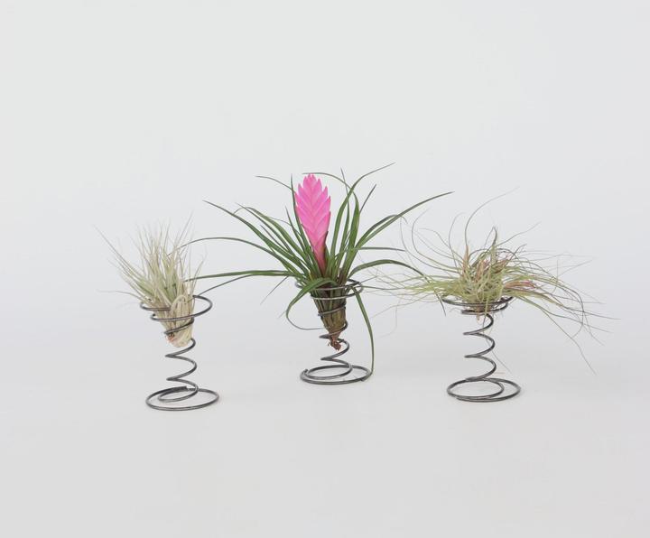 Produktbild Plant in a Box Tillandsia - 3er Mischung Tillandsien auf dekorativen Spirale (5 cm)