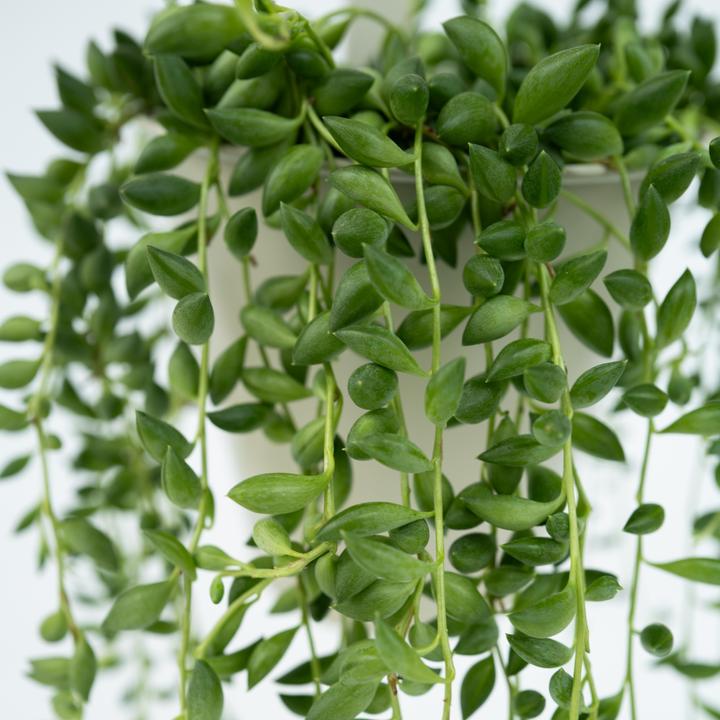 Produktbild Plant in a Box Senecio Rowleyanus - Perlenkette (20 cm)