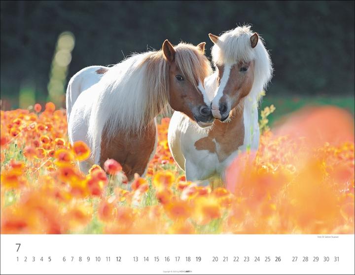 Produktbild Islandpferde Kalender 2026 (44 x 34 cm, Harter Einband, Deutsch, Englisch)