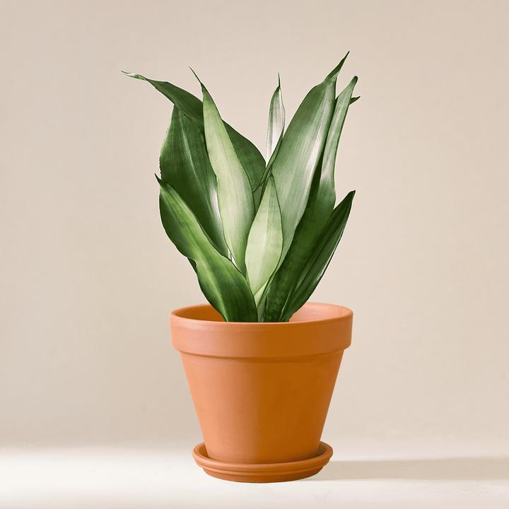 Mary and Plants Sansevieria trifasciata Moonshine (55 cm)