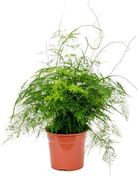 Actual product image Plantlovers Asparagus Setaceus Bush (Zierspargel) (55 cm, Freshly repotted)